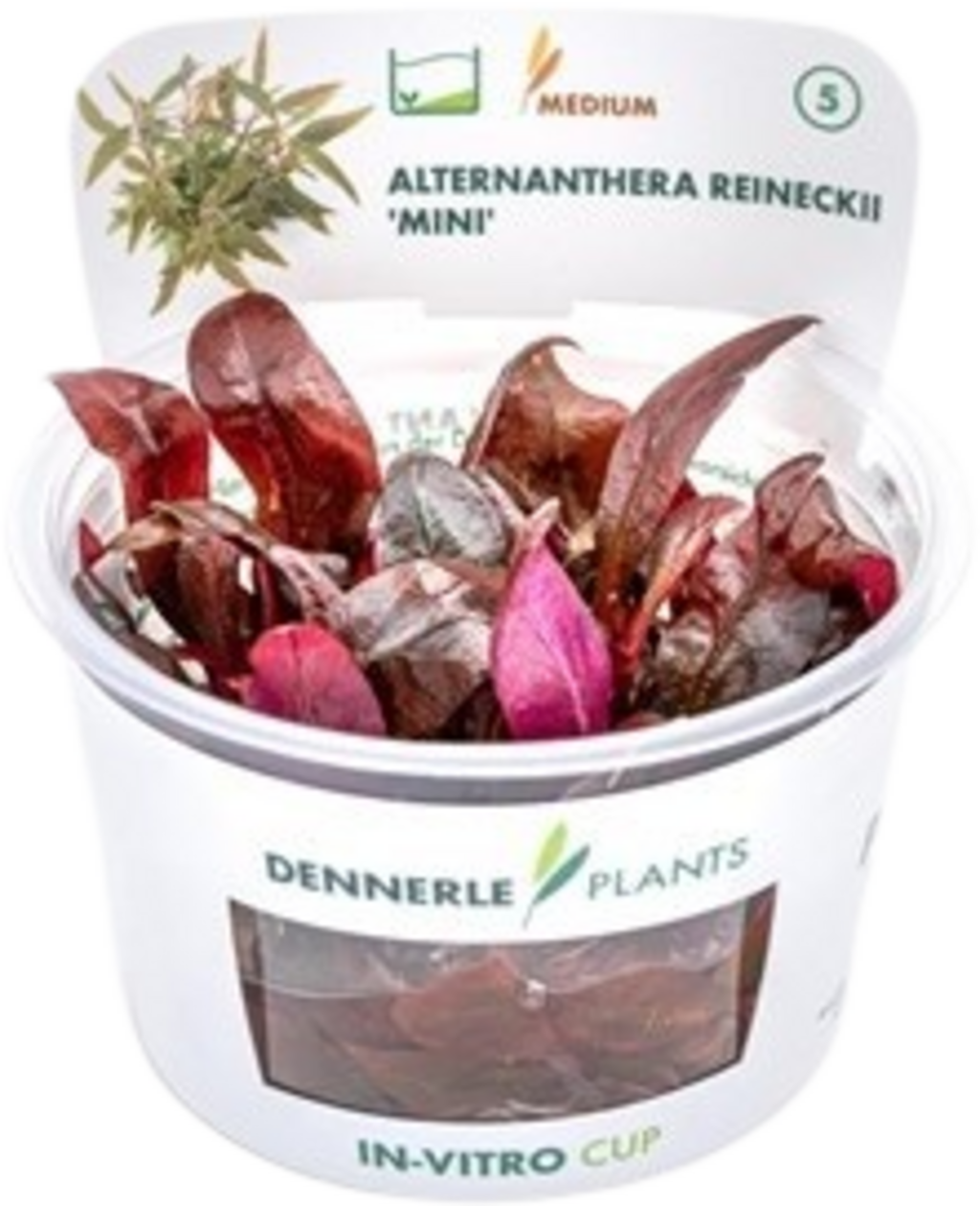 Dennerle Plants Alternanthera reineckii 'Mini' CUP - 1 Stk