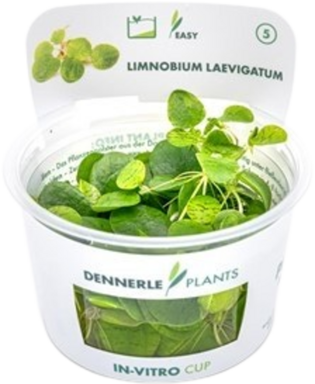 Dennerle Plants Limnobium laevigatum CUP - 1 Stk