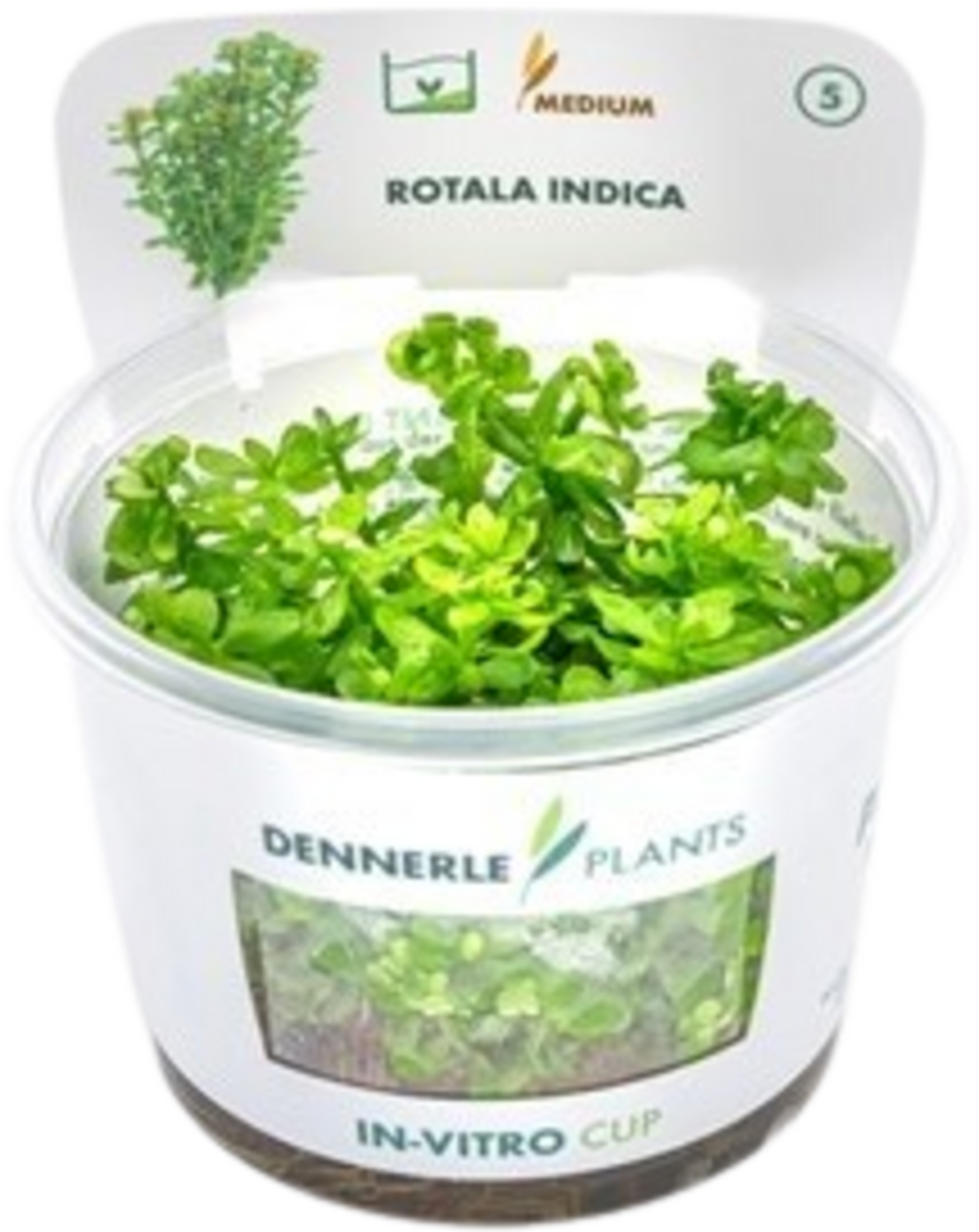 Rotala indica CUP