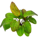 Dennerle Plants Echinodorus - Ozelot