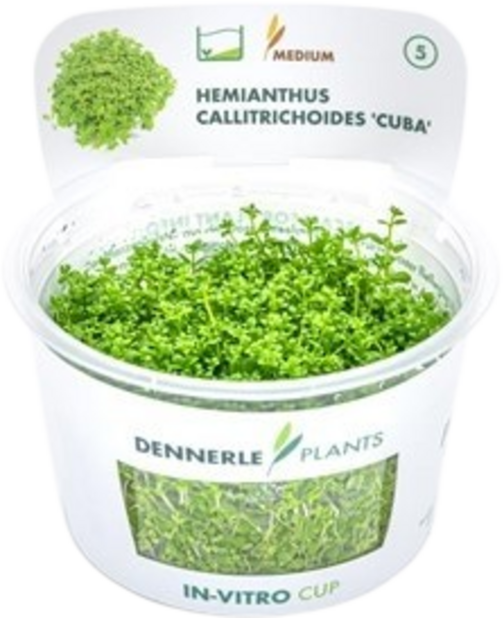 Dennerle Plants Hemianthus callitrichoides 'Cuba' CUP