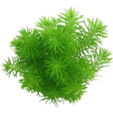 Dennerle Plants Pogostemon deccanensis