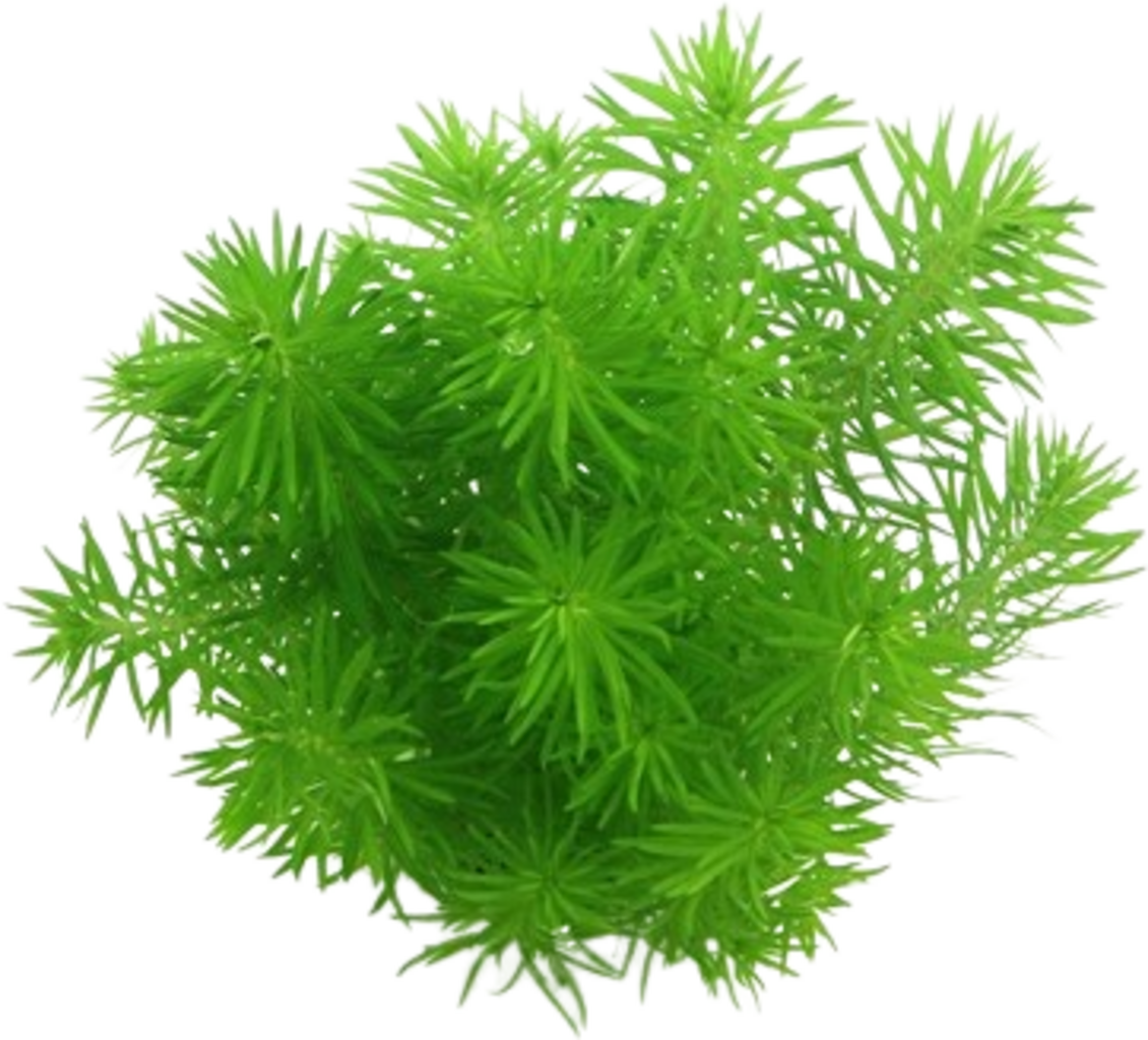 Dennerle Plants Pogostemon deccanensis - 1 Stk