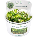 Dennerle Plants Marsilea Hirsuta CUP