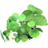 Dennerle Plants Hydrocotyle verticillata