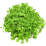 Dennerle Plants Hemianthus callitrichoides 'Cuba'
