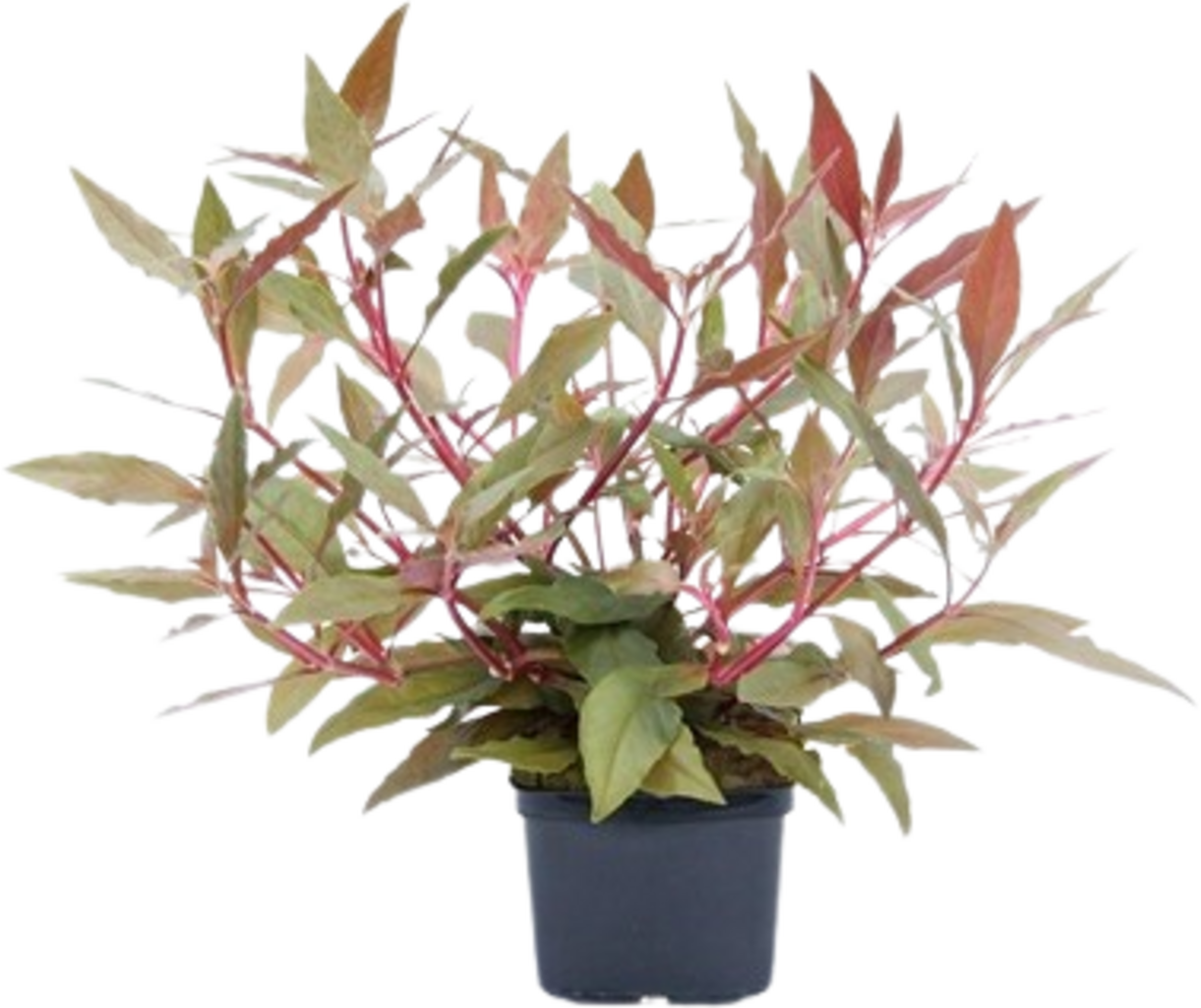 Dennerle Plants Alternanthera reineckii Rot XXL