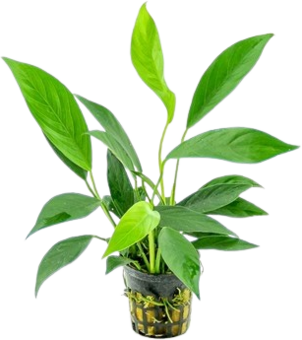 Dennerle Plants Anubias barteri var. glabra - 1 pcs