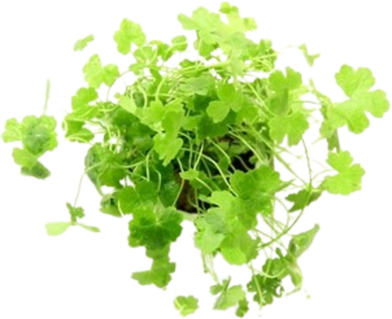 Dennerle Plants Hydrocotyle tripartita - 1 Stk