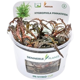Dennerle Plants Hygrophila pinnatifida CUP