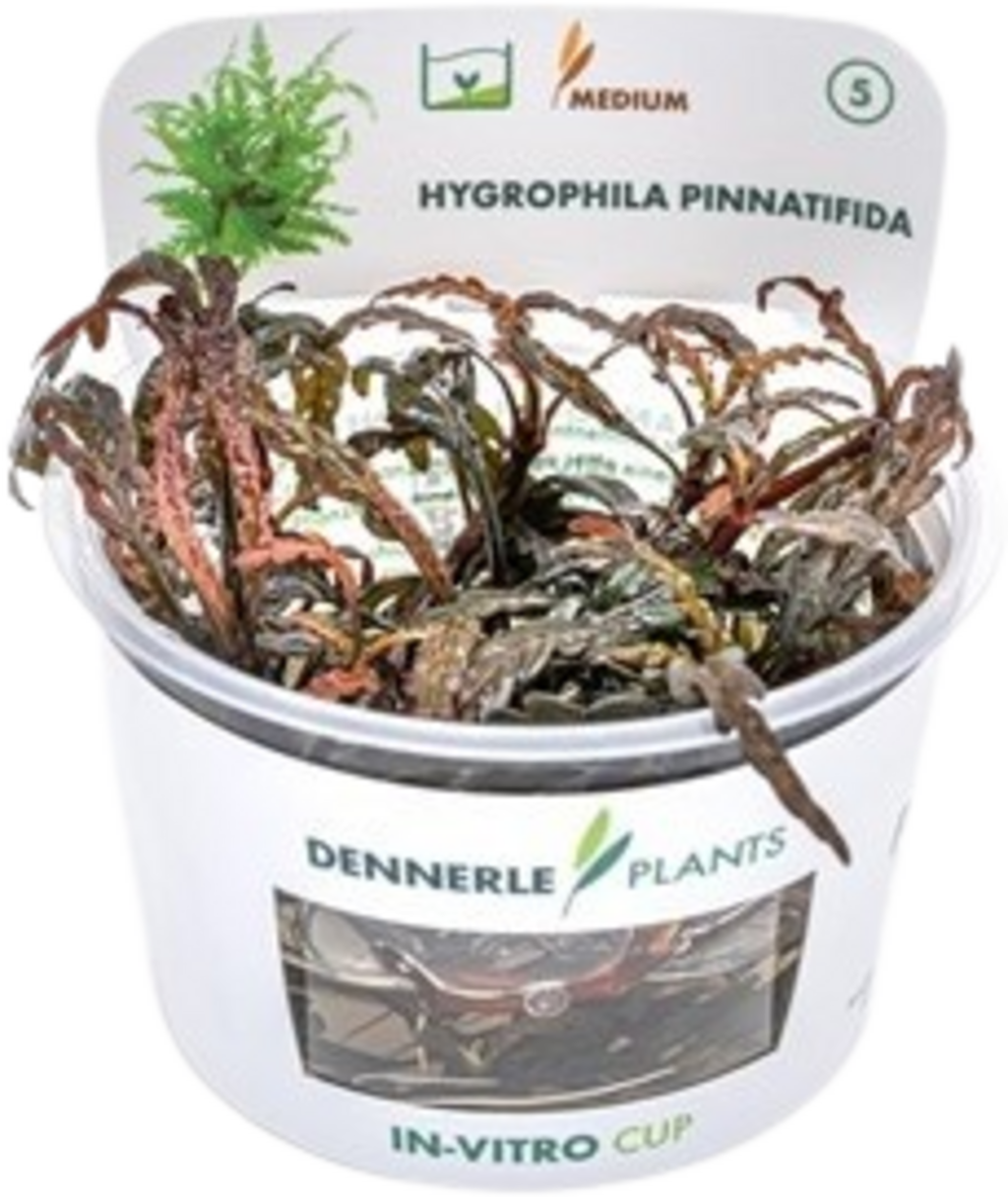 Dennerle Plants Hygrophila pinnatifida CUP - 1 ud.