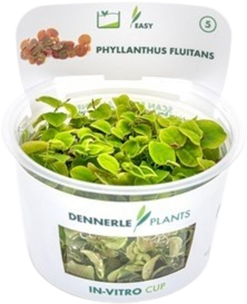 Dennerle Plants Phyllanthus fluitans CUP - 1 Stk