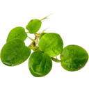 Dennerle Plants Limnobium laevigatum - 1 k.