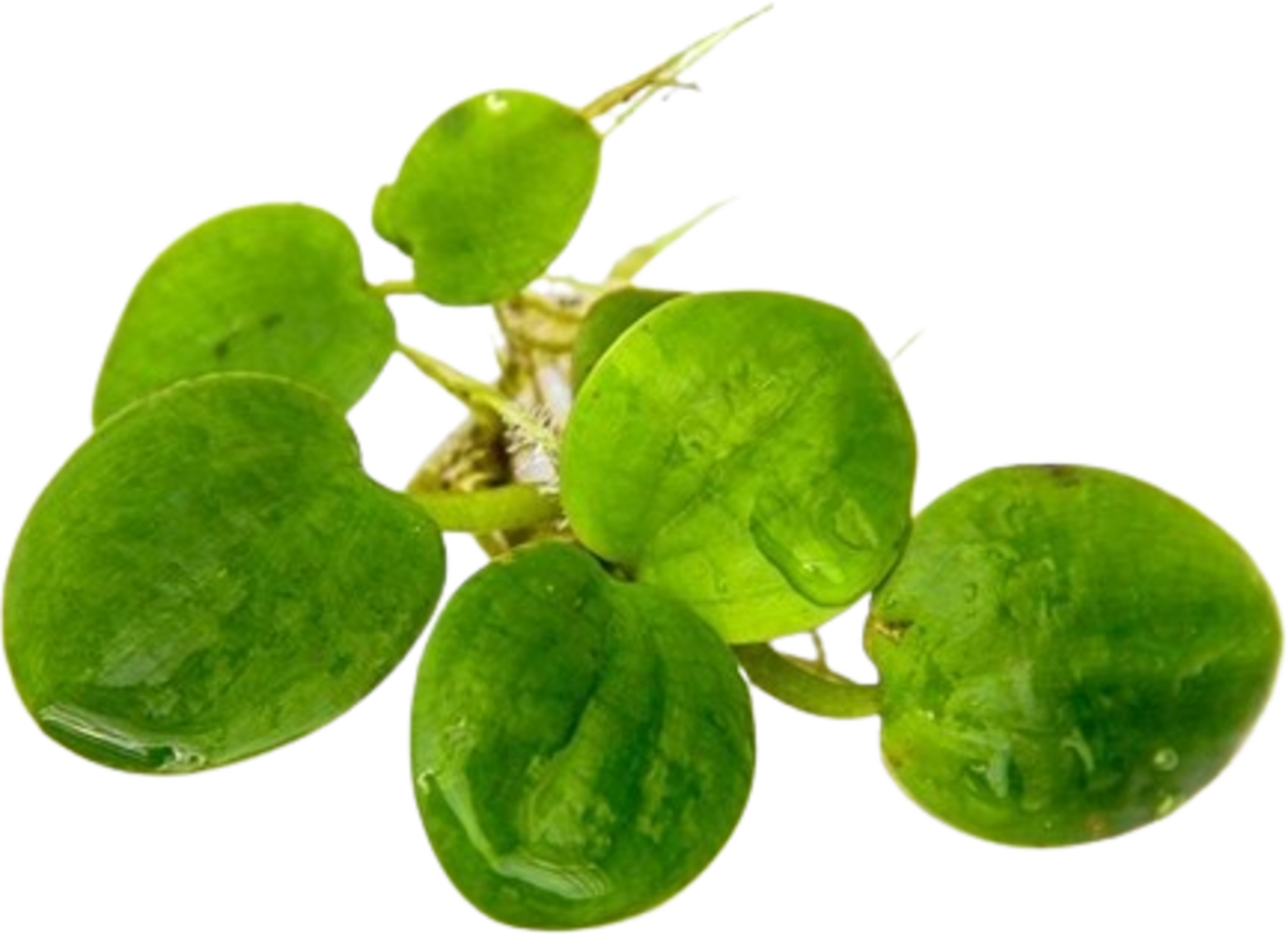 Dennerle Plants Limnobium laevigatum