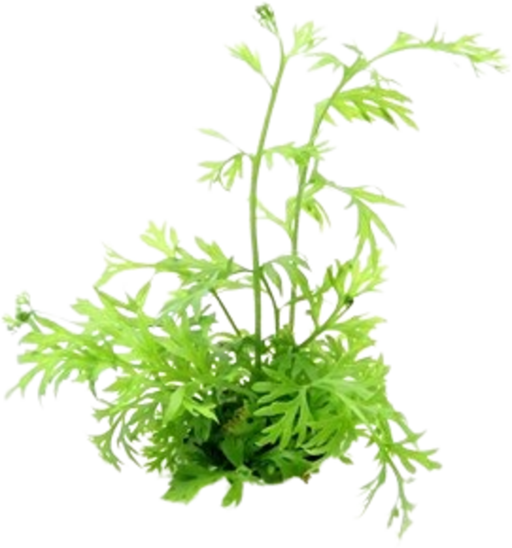 Dennerle Plants Ceratopteris thalictroides - 1 pcs