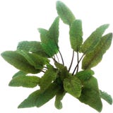 Dennerle Plants Cryptocoryne wendtii - Brown