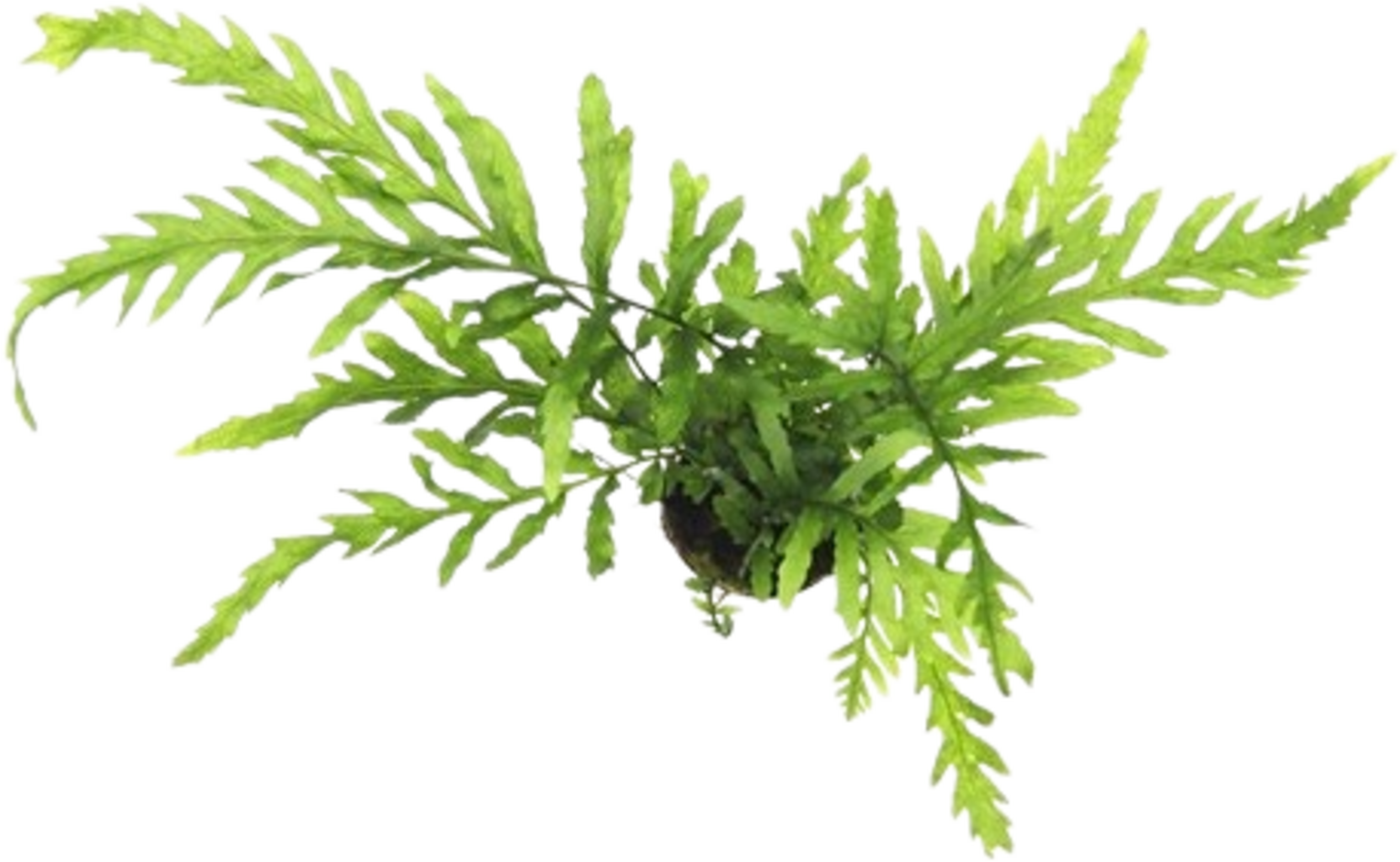 Dennerle Plants Bolbitis heudelotii