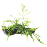 Dennerle Plants Bolbitis heudelotii