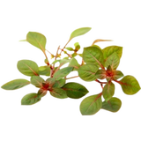 Dennerle Plants Ludwigia palustris Super Red