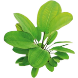 Dennerle Plants Echinodorus - Small Bear