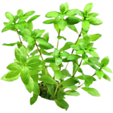 Dennerle Plants Hygrophila polysperma