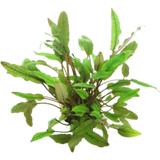 Dennerle Plants Cryptocoryne beckettii