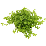 Dennerle Plants Hemianthus glomeratus