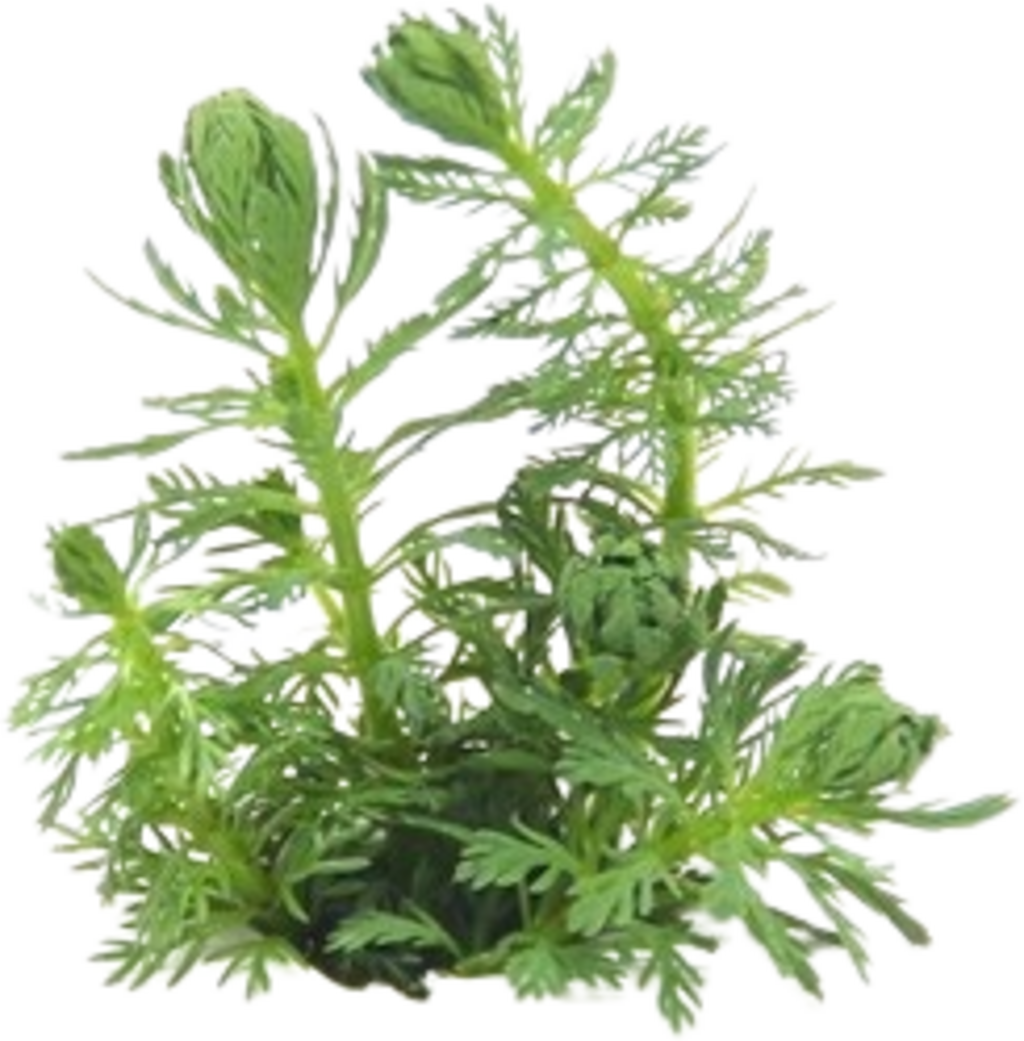 Dennerle Plants Myriophyllum sp. 'Guayana' - 1 pz.