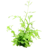 Dennerle Plants Ceratopteris cornuta