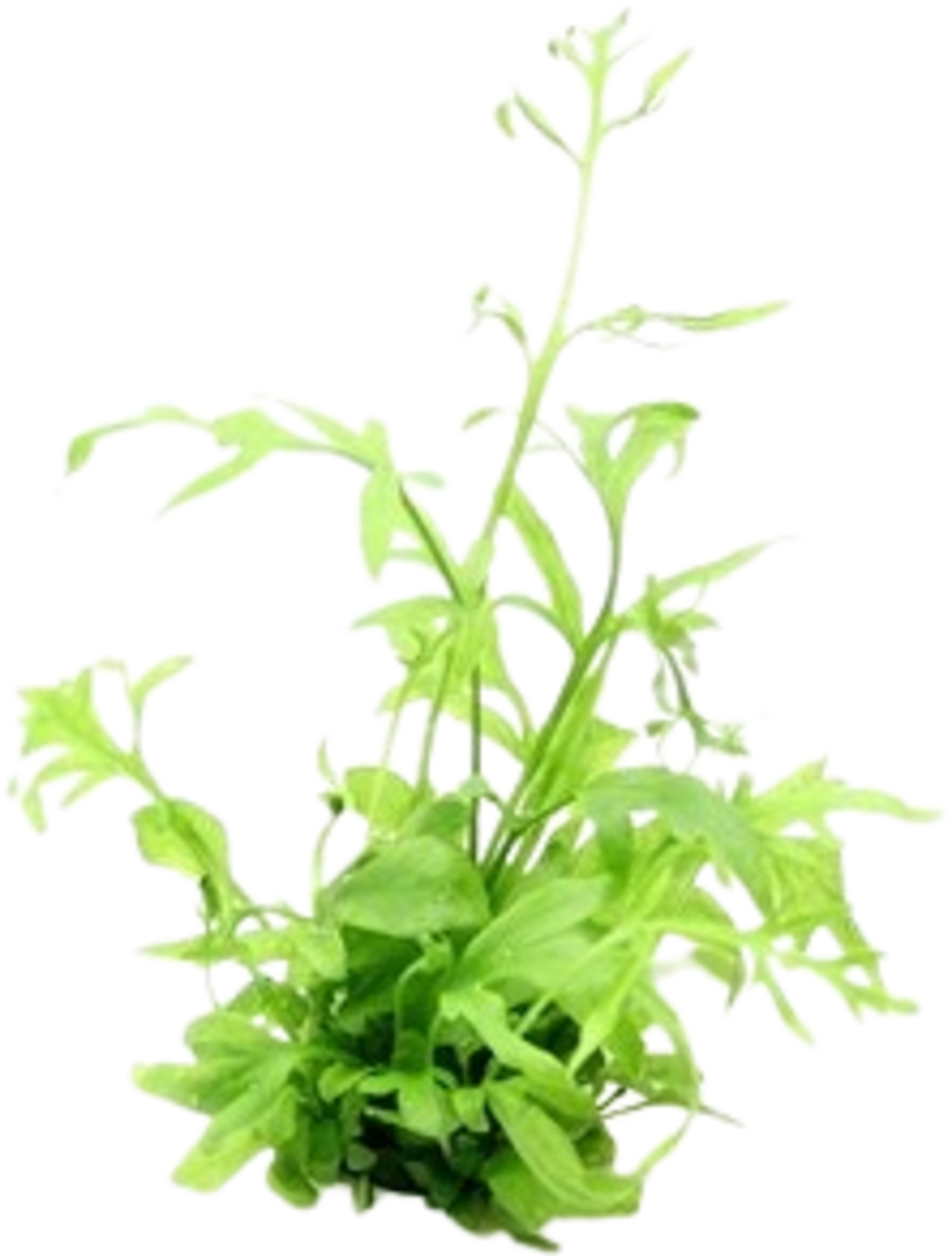 Dennerle Plants Ceratopteris cornuta - 1 Stk