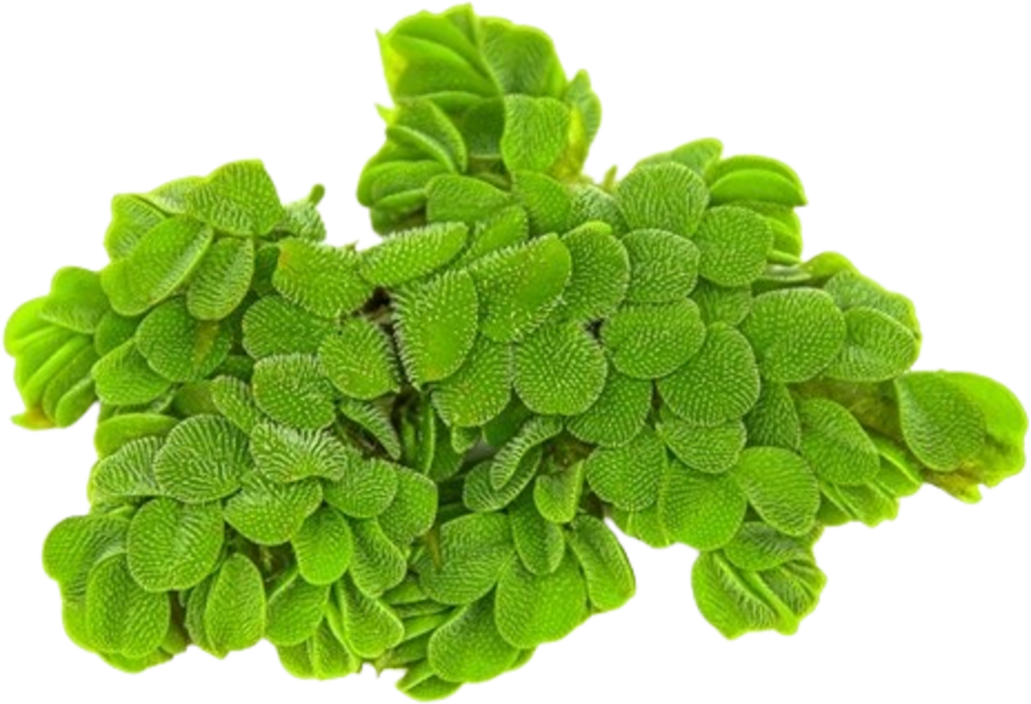 Dennerle Plants Salvinia auriculata