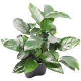 Dennerle Plants Anubias barteri var. nana Bigfoot