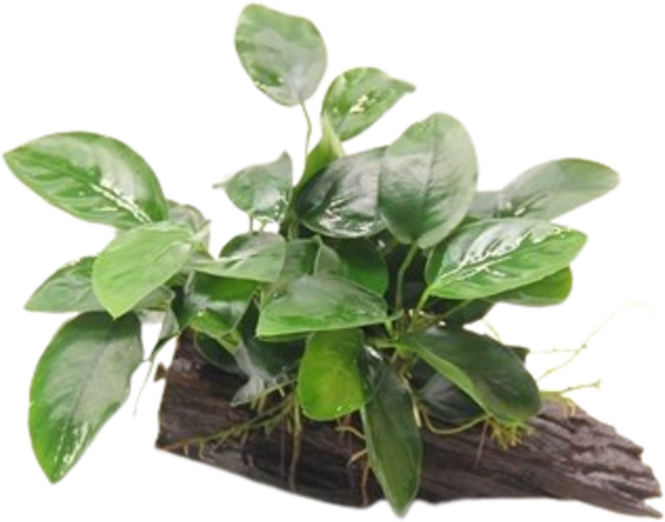 Anubias bart. var. nana auf Wurzel mit Sauger