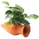 Dennerle Plants Anubias Nana sur Amphore - 1 pcs