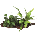 Anubias bart. var. nana with Microsorum on Root - 1 Pc