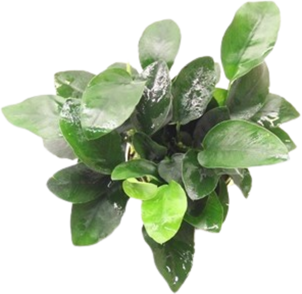 Dennerle Plants Anubias bart. var. nana - mehrtriebig