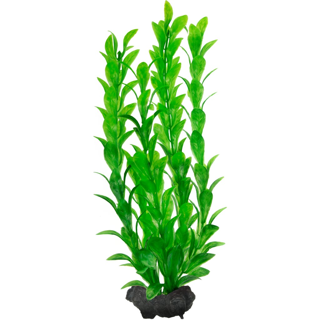 Het beplant aquarium | Nature Scapes
