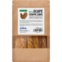 ARKA Catappa Leaves - L