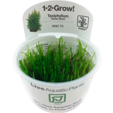Tropica Taxiphyllum 'Taiwan moss' CUP