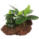 Anubias Barteri var. Nana en Piedra de Lava - 1 ud.
