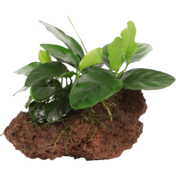 Anubias Barteri var. Nana en Piedra de Lava - 1 ud.