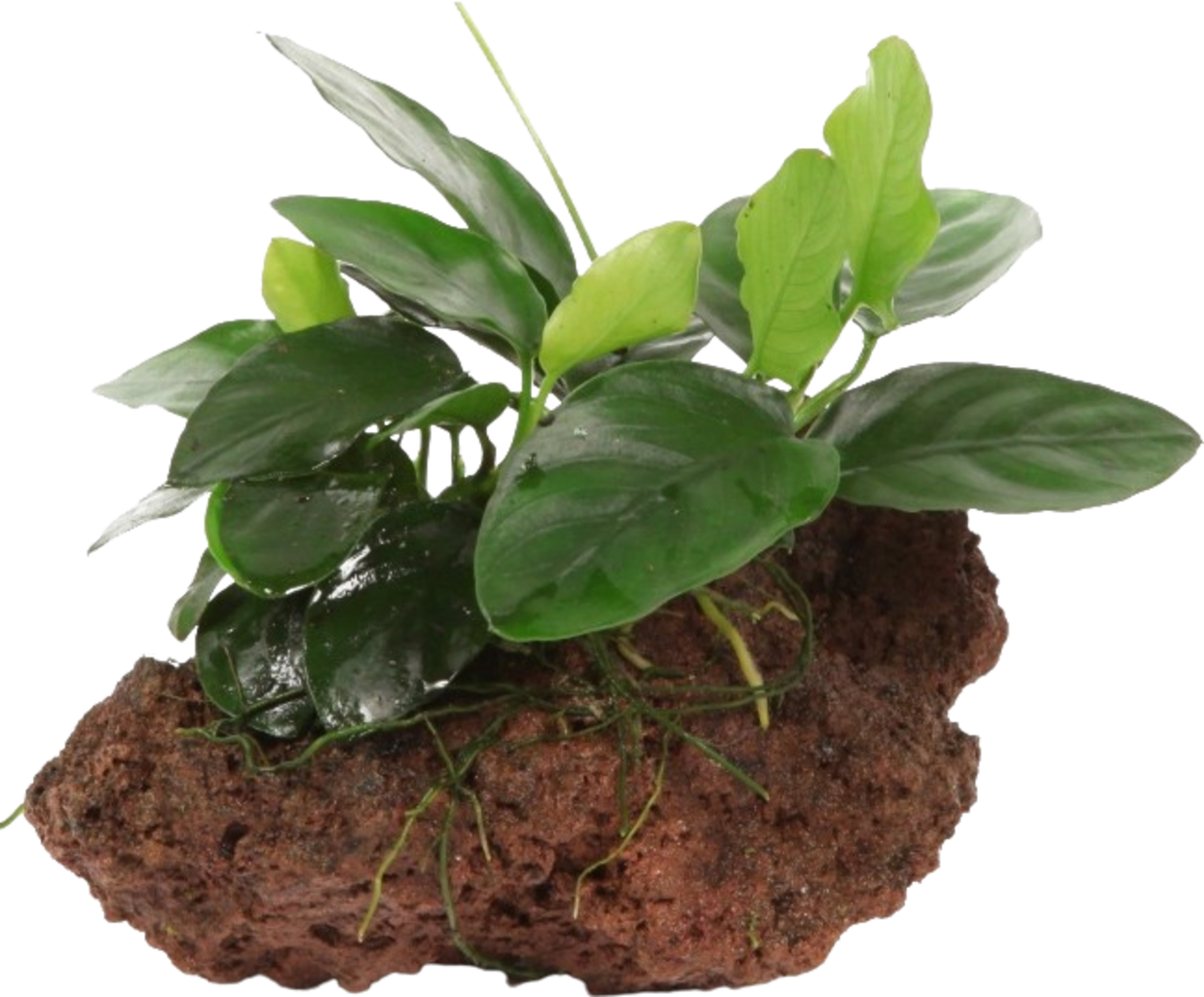Anubias barteri var. Nana sur Pierre de Lave