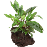 Cryptocoryne beckettii 'Petchii' sur Pierre de Lave