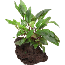 Cryptocoryne Beckettii 'Petchii' en Piedra de Lava - 1 ud.