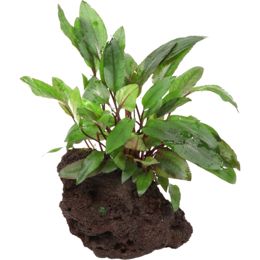 Cryptocoryne beckettii 'Petchii' auf Lavastein - 1 Stk