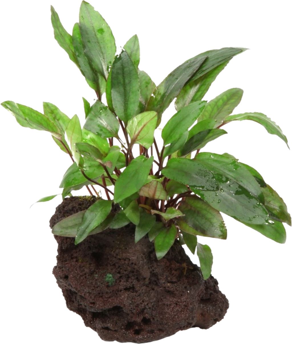 Cryptocoryne beckettii 'Petchii' auf Lavastein - 1 Stk