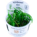 Tropica Blyxa japonica CUP - 1 db