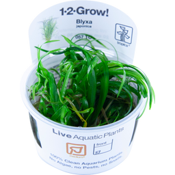 Tropica COPA Blyxa japonica - 1 ud.