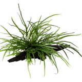 Tropica Microsorum pteropus 'Trident' sur racine