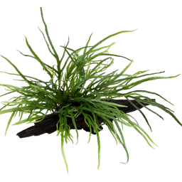 Tropica Microsorum pteropus 'Trident' en Raíz - 1 ud.